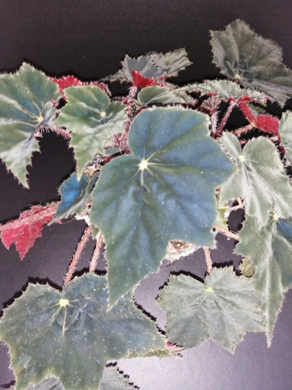 Begonia Calimero