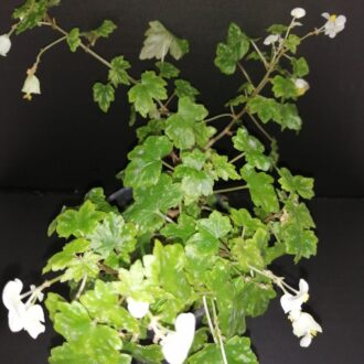 Begonia shepherdii