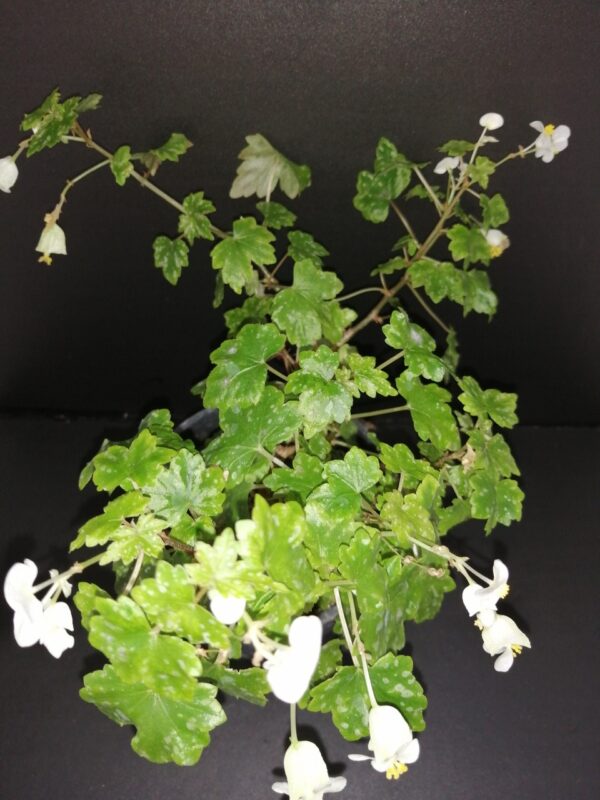 Begonia shepherdii