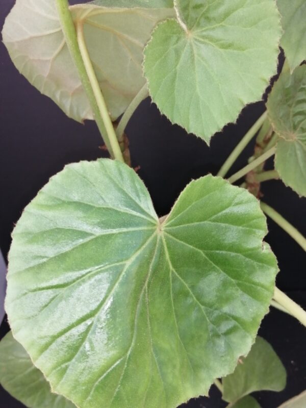 Begonia pruinata