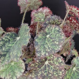 Begonia Norah Bedson