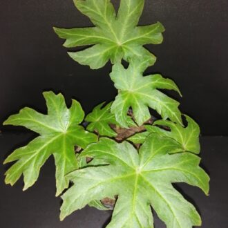 Begonia palmata