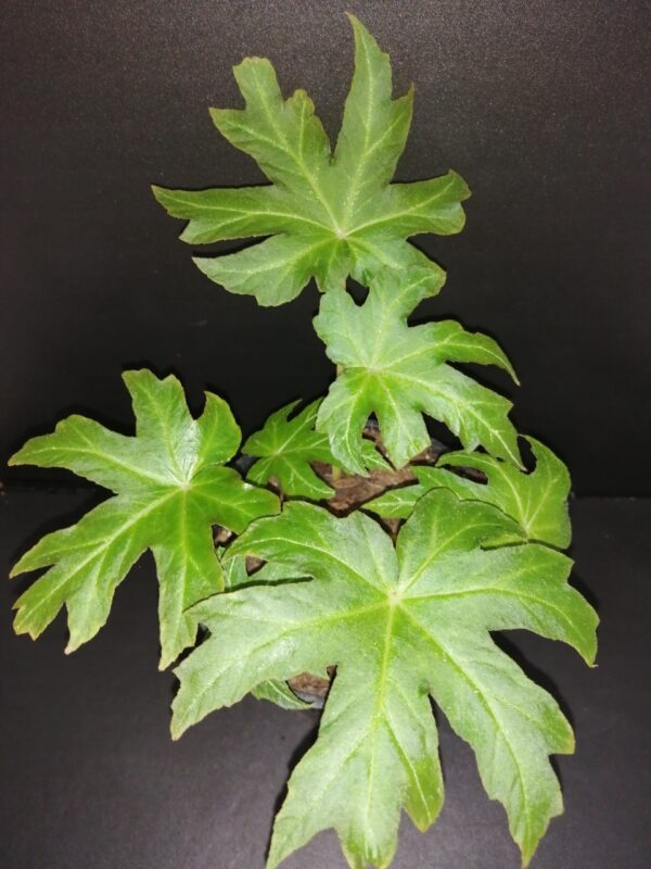 Begonia palmata