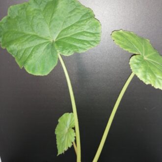 Begonia emeiensis
