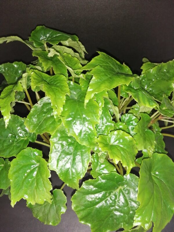 Begonia x chungii