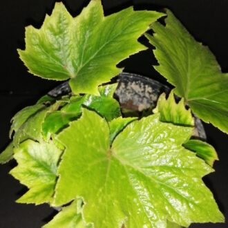 Begonia sikkimensis