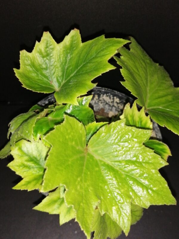 Begonia sikkimensis