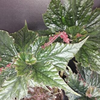 Begonia Guinevere