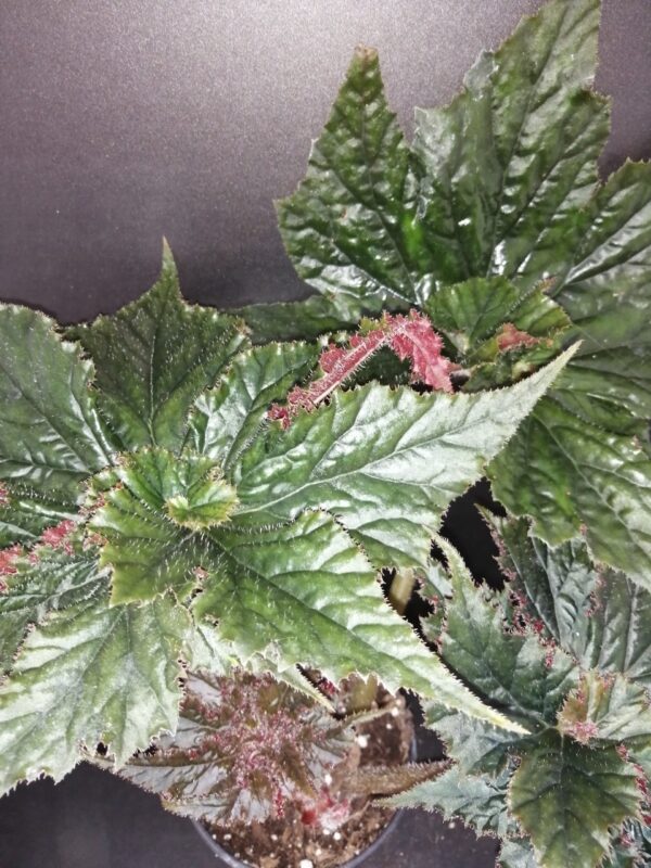Begonia Guinevere