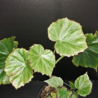 Begonia manicata
