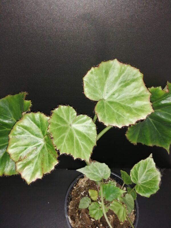 Begonia manicata