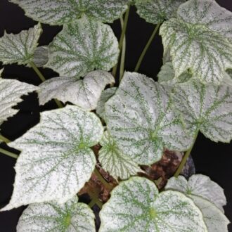 Begonia formosana var. albomaculata
