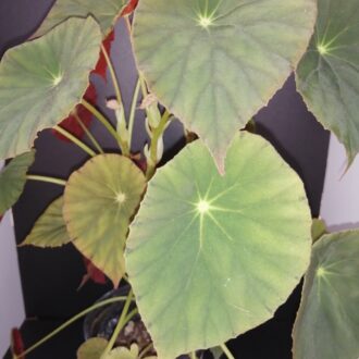 Begonia Tamo