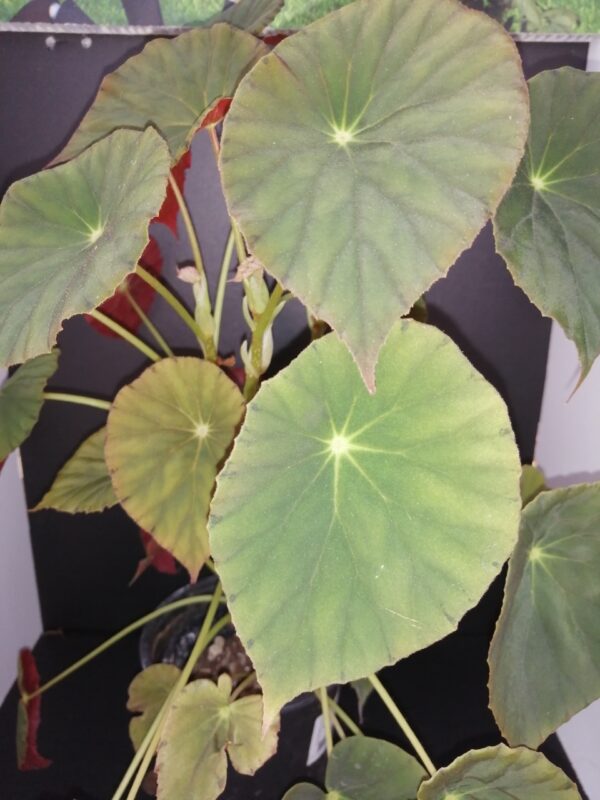 Begonia Tamo