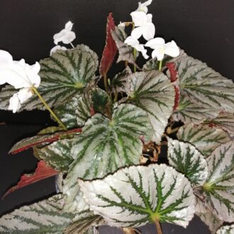 Begonia Mishmi Silver