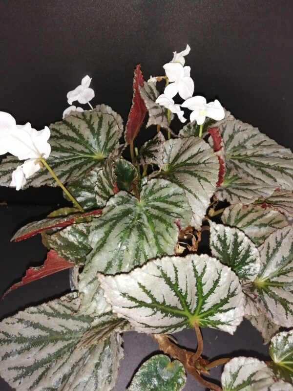Begonia Mishmi Silver