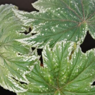 Begonia ludwigii