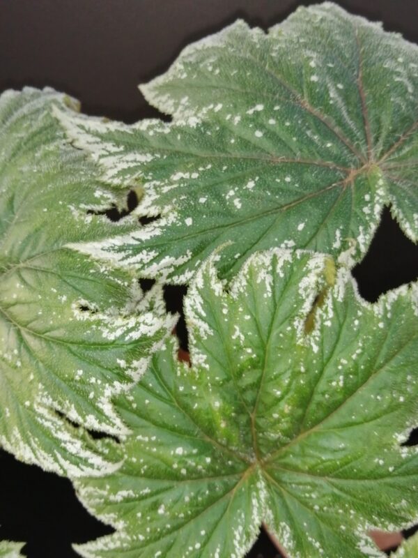 Begonia ludwigii