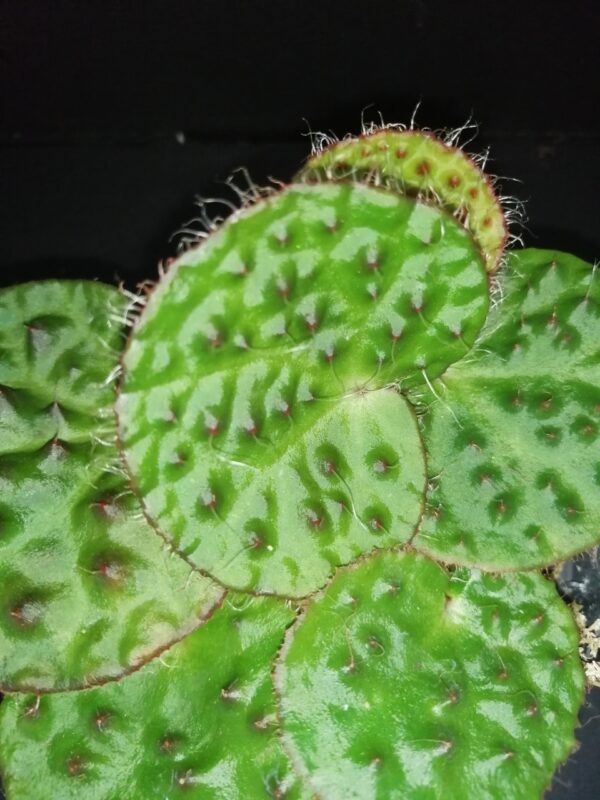 Begonia nahangensis