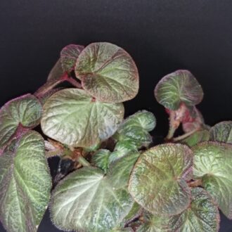 Begonia Manaus