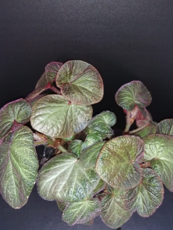 Begonia Manaus