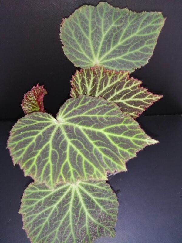 Begonia chloroneura