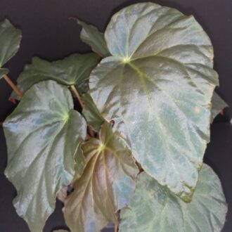Begonia pavonina