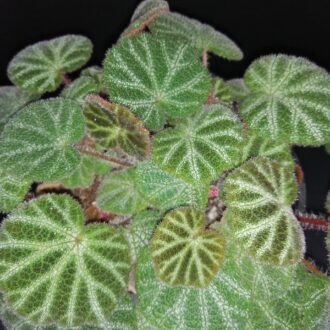 Begonia ningmingensis var. bella