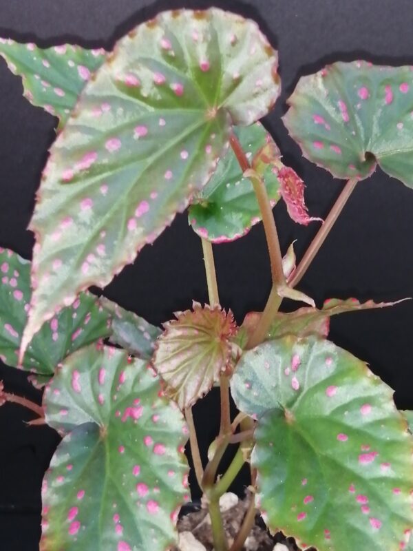 Begonia negroensis