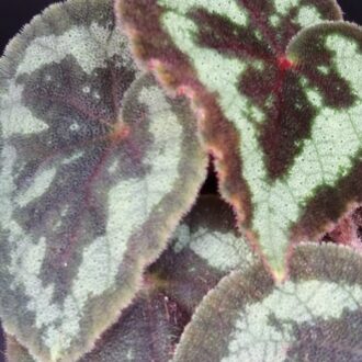 Begonia picturata