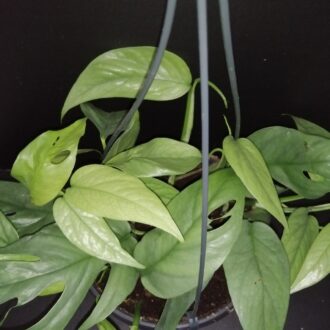 Philodendron Cebu Blue