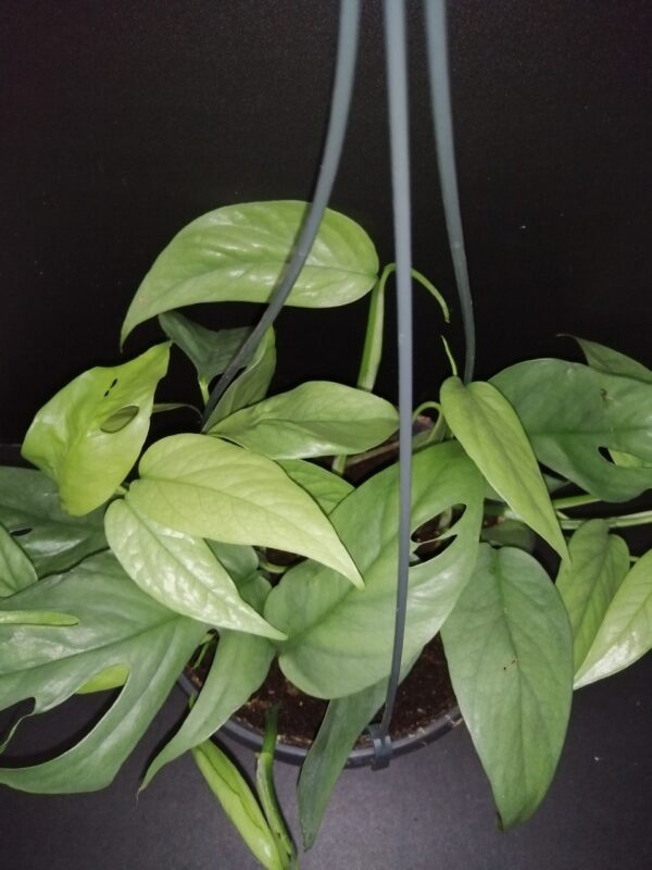 Philodendron Cebu Blue