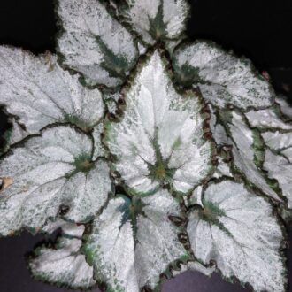 Begonia Coco