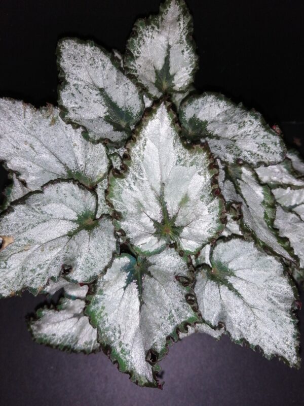 Begonia Coco