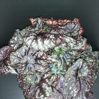 Begonia Cumbia