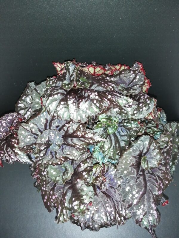 Begonia Cumbia