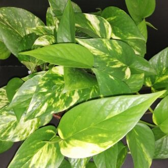 Pothos aureus, Scindapsus aureus, Epipremnum aureum