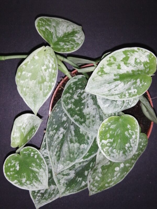 Scindapsus pictus Silvery Ann