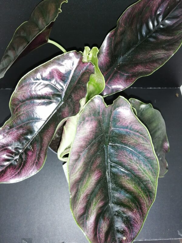 Alocasia azlanii