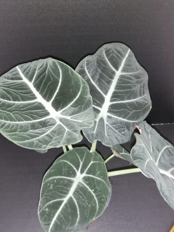 Alocasia Black Velvet