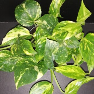 Scindapsus N'Joy Gold, Epipremnum, Pothos N'Joy Gold