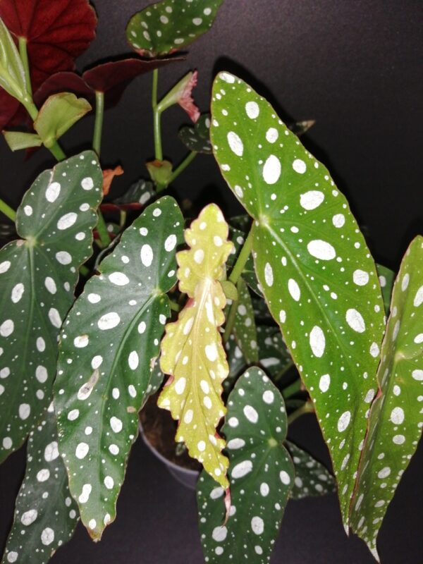 Begonia maculata