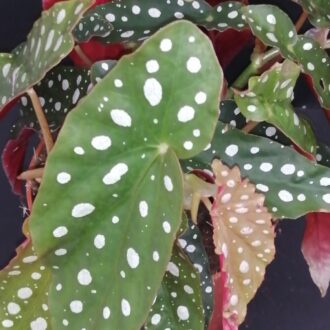 Begonia maculata Polka Dot