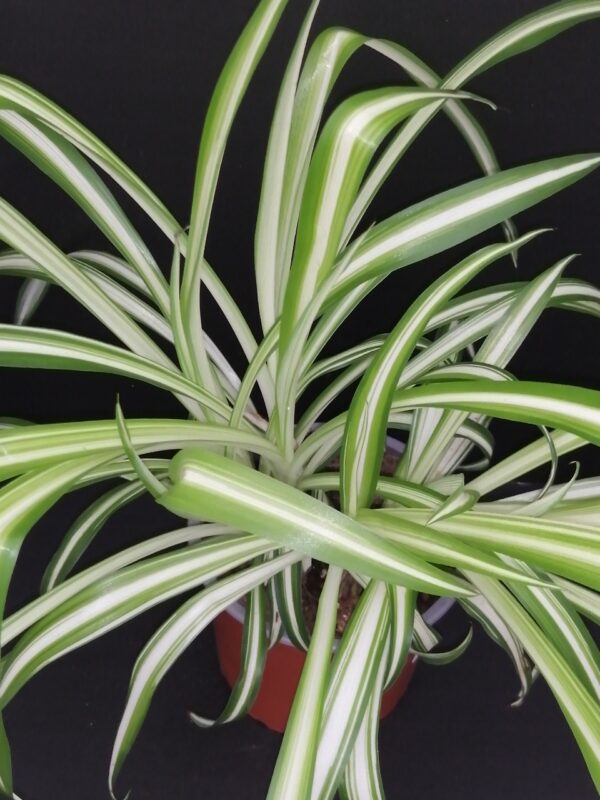 Clorophytum comosum Variegatum, Falangio