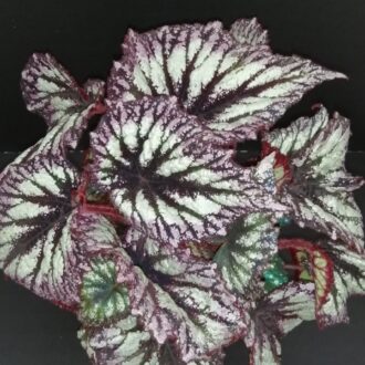 Begonia Fireworks