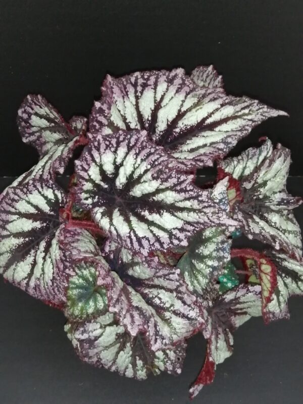 Begonia Fireworks