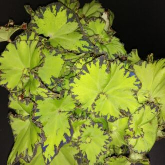 Begonia bowerae Jive