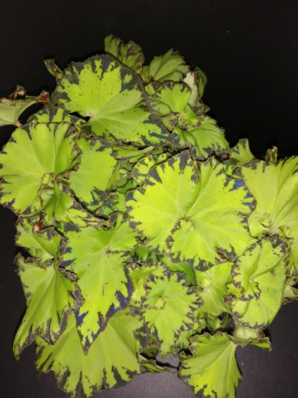 Begonia bowerae Jive