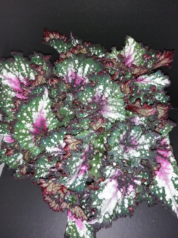 Begonia Purple Blush