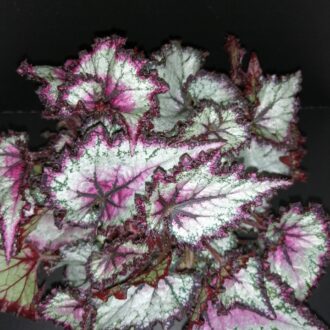 Begonia Odiss